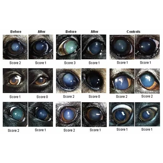 美國 LumenPro Lanosterol 羊毛甾醇 & NAC N-乙酰基肌肽 動物白內障眼水 (貓、狗、兔)1支 10mL