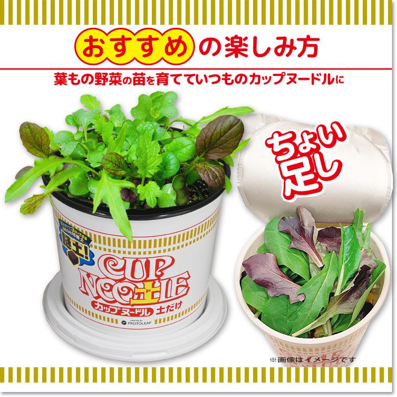 Nissin Food x ProtoLeaf Nissin Cup Noodle Flower Pot Terrace Planting Pot | Contains culture soil and fertilizer