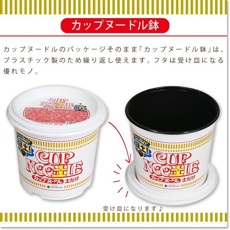 Nissin Food x ProtoLeaf Nissin Cup Noodle Flower Pot Terrace Planting Pot | Contains culture soil and fertilizer