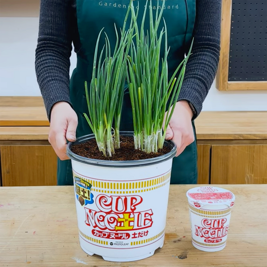 Nissin Food x ProtoLeaf Nissin Cup Noodle Flower Pot Terrace Planting Pot | Contains culture soil and fertilizer